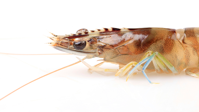 Illustration for article titled 10 Krill That Daddy
Likey